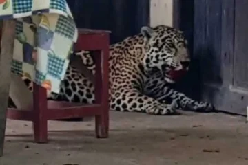 Dictan prisión preventiva para implicado en el biocidio de un jaguar en Beni
