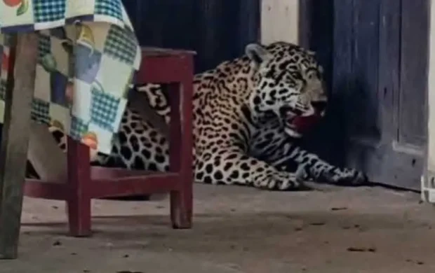 Dictan prisión preventiva para implicado en el biocidio de un jaguar en Beni