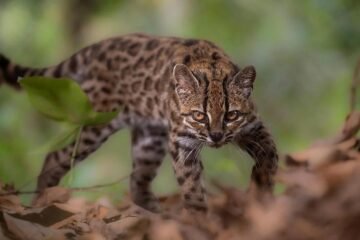 Bolivia hace historia: descubren una nueva especie de felino en los Yungas