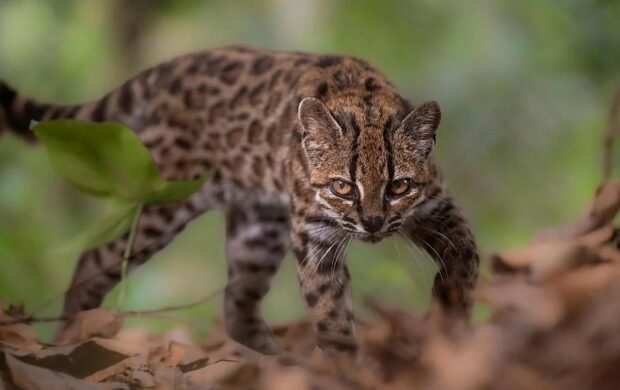 Bolivia hace historia: descubren una nueva especie de felino en los Yungas Bolivia hace historia: descubren una nueva especie de felino en los Yungas